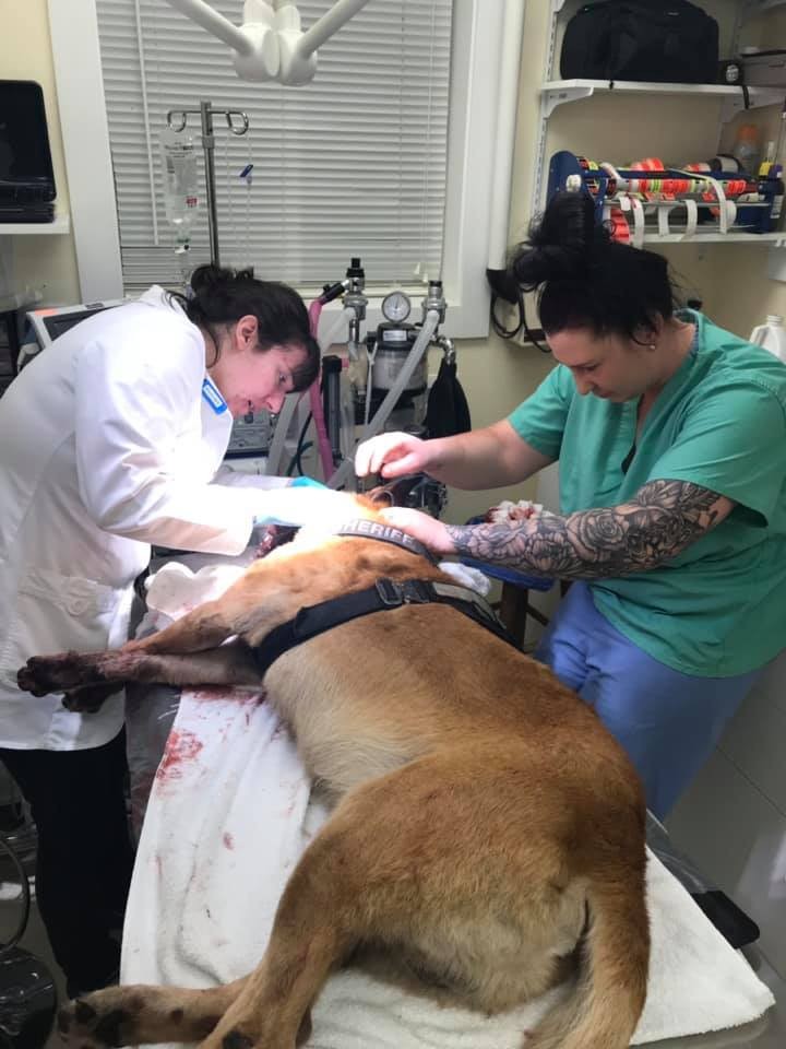 Odin & Raven Coos County Sheriff's K9's @Facebook