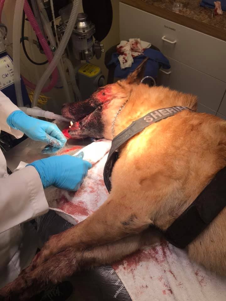 Odin & Raven Coos County Sheriff's K9's @Facebook