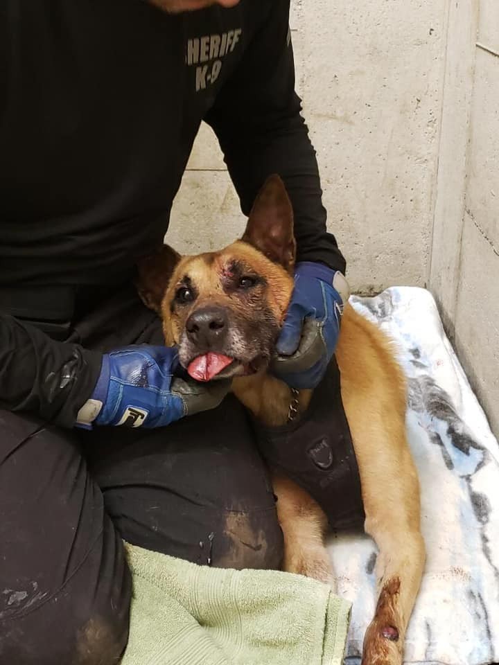 Odin & Raven Coos County Sheriff's K9's @Facebook