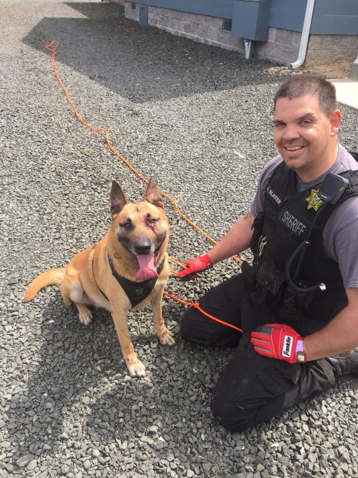 Odin & Raven Coos County Sheriff's K9's @Facebook