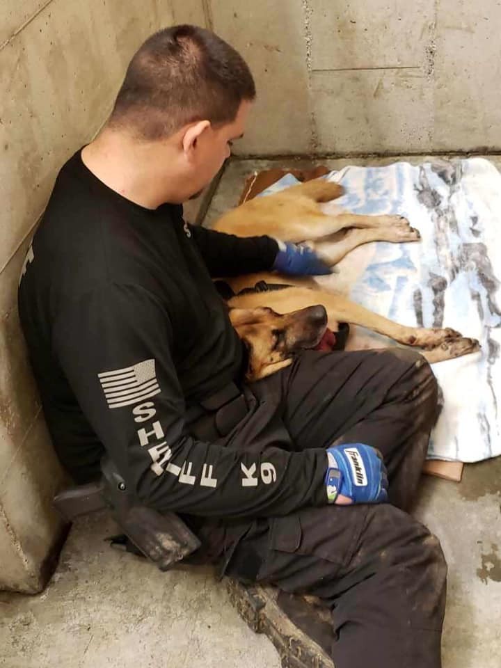 Odin & Raven Coos County Sheriff's K9's @Facebook