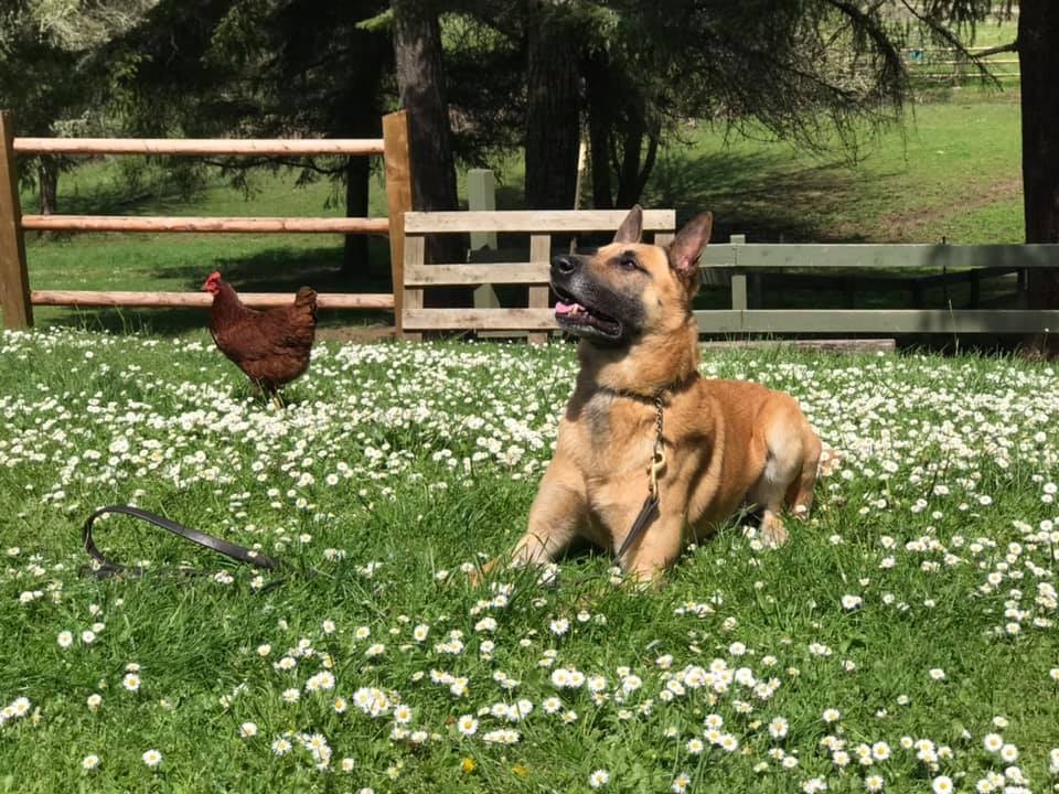 Odin & Raven Coos County Sheriff's K9's @Facebook
