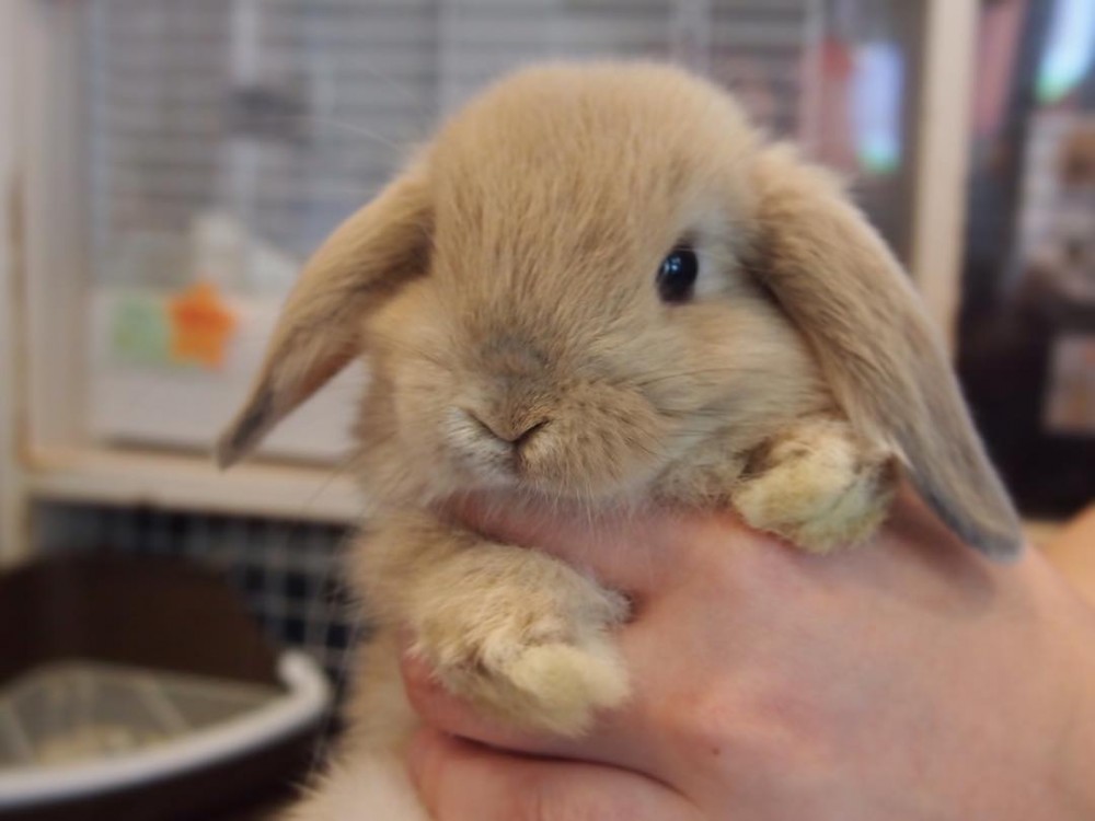 カフェ・ミニヨン@IG