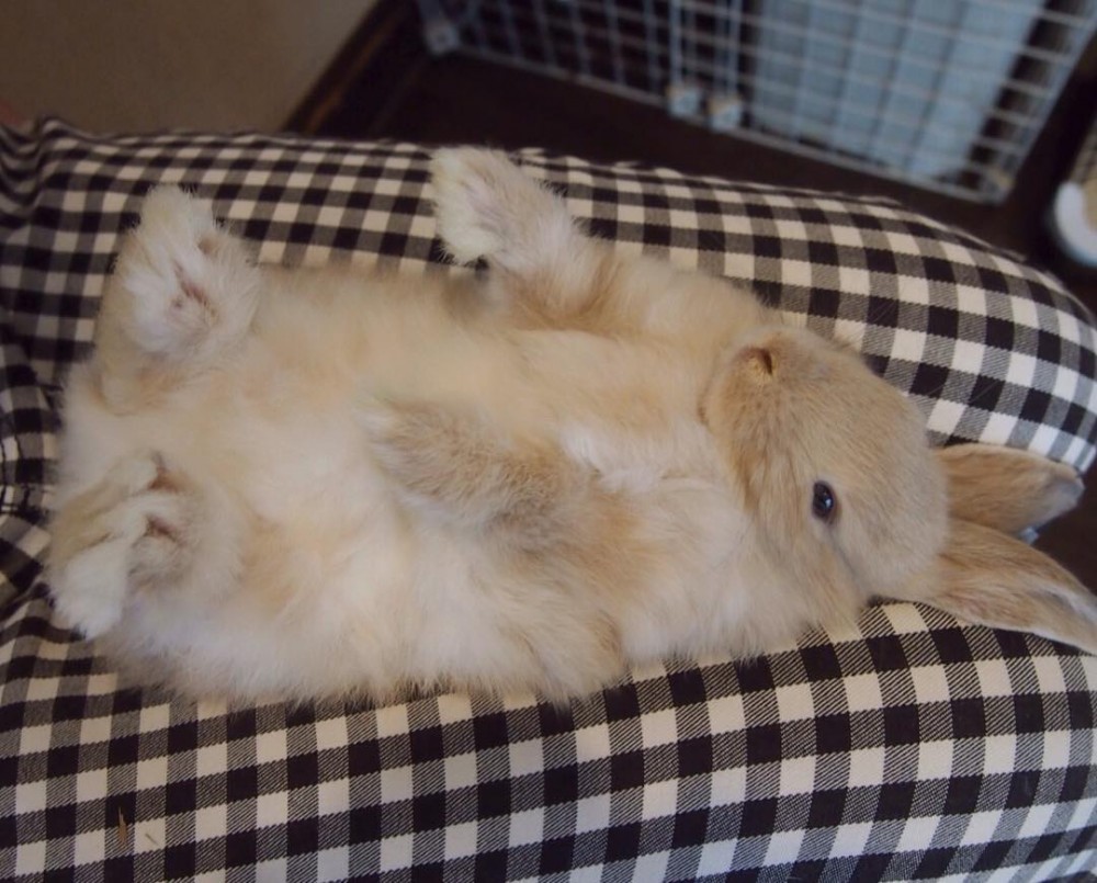 カフェ・ミニヨン@IG