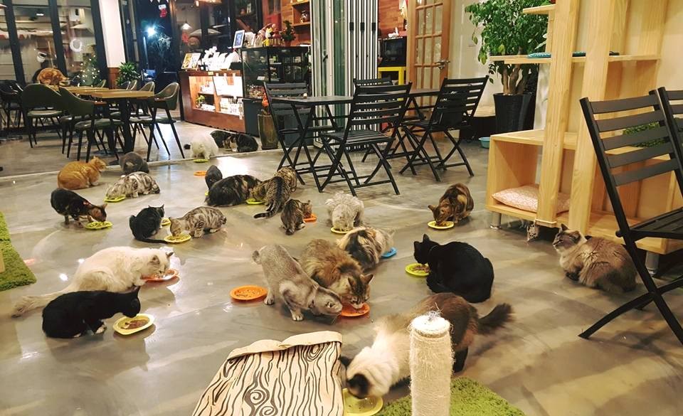 고양이정원