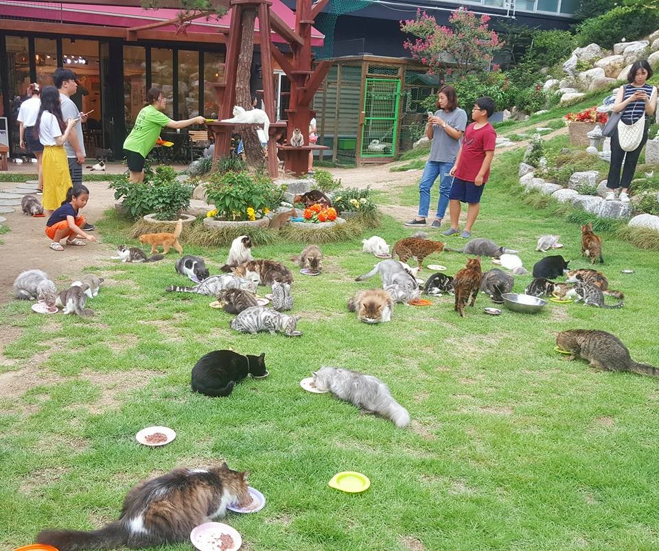 고양이정원