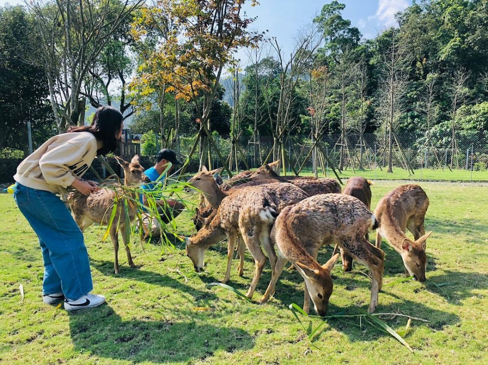 斑比山丘 Bambi Land