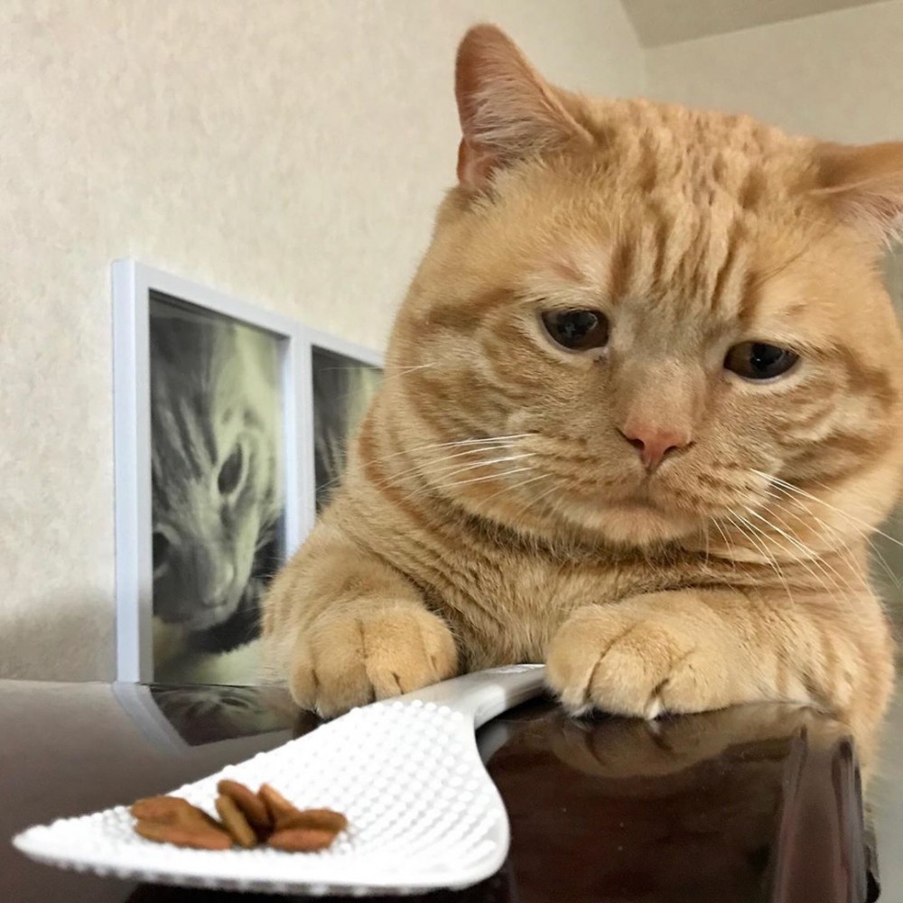 Instagram @kiko11232015授權使用