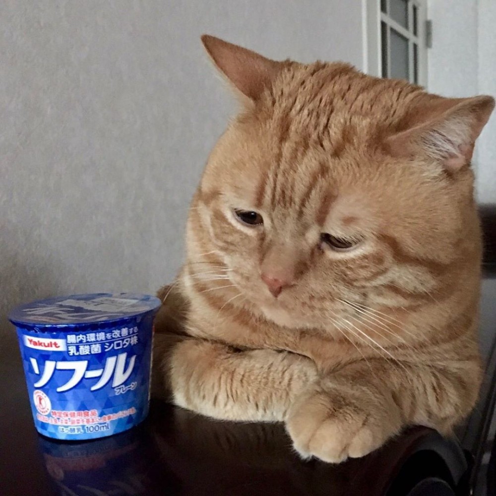 Instagram @kiko11232015授權使用