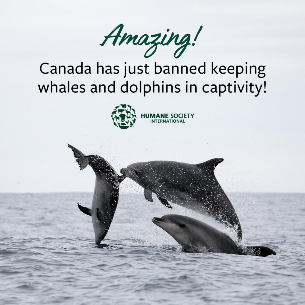 HSI_Canada@Twitter