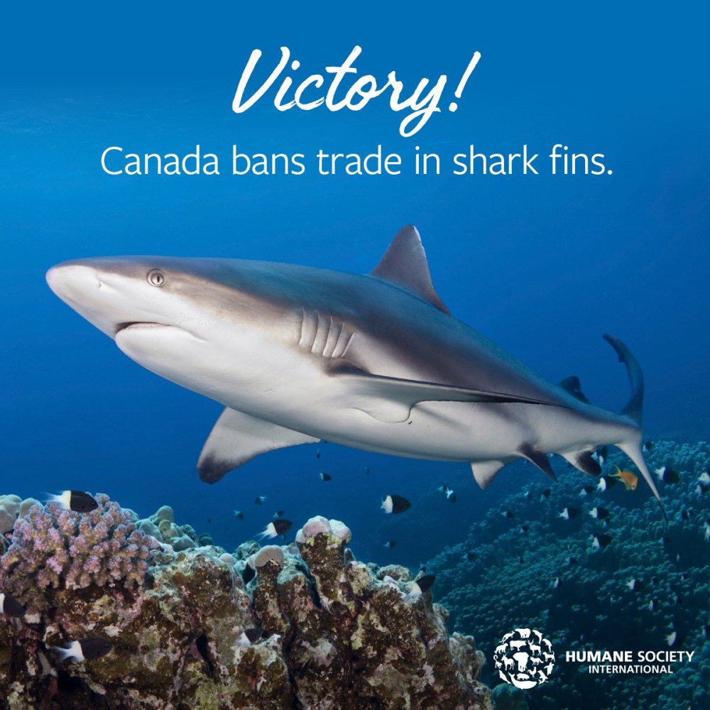 HSI_Canada@Twitter