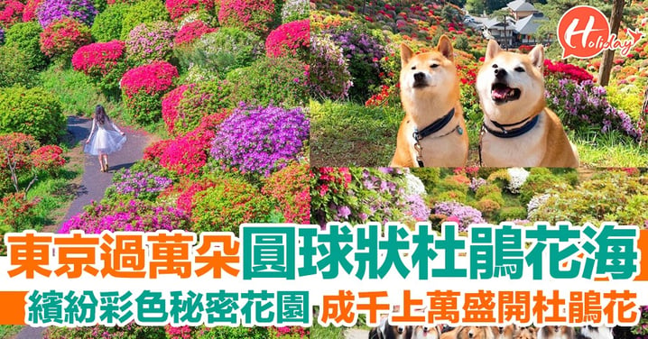 東京青梅必去！繽紛彩色秘密花園 約15款品種、過萬朵圓球狀杜鵑花～
