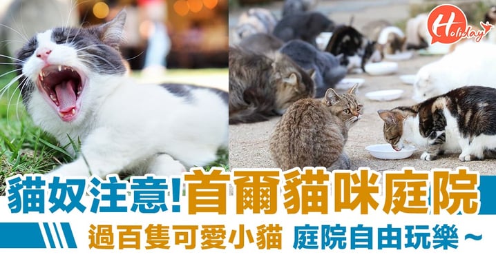 貓奴注意！首爾貓咪庭院 聚集過百隻可愛小貓