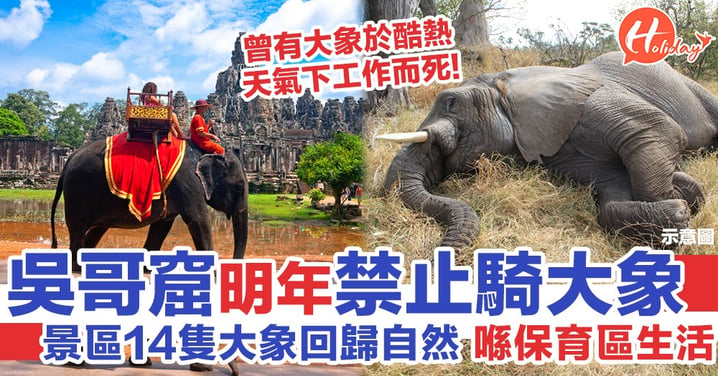 曾有大象因高溫工作猝死 柬埔寨吳哥窟明年將禁止旅客騎大象 景區內14隻大象將回歸自然