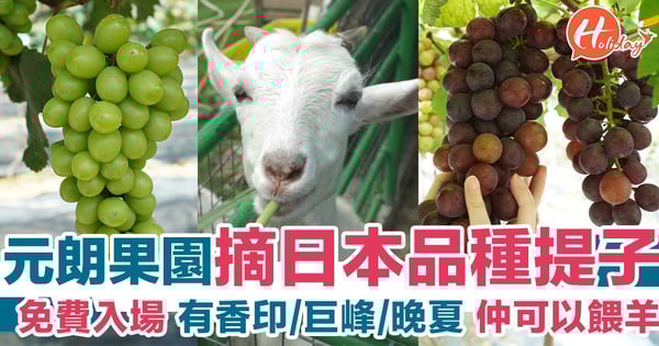 【區區遊】元朗免費入場摘水果 日本品種香印/巨峰/晚夏 仲可以同羊仔玩～