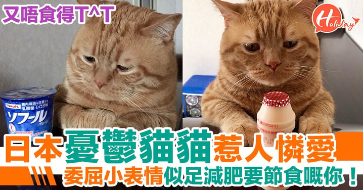 日本貓貓委屈樣惹人憐愛 憂鬱小表情好似減肥要節食嘅你！
