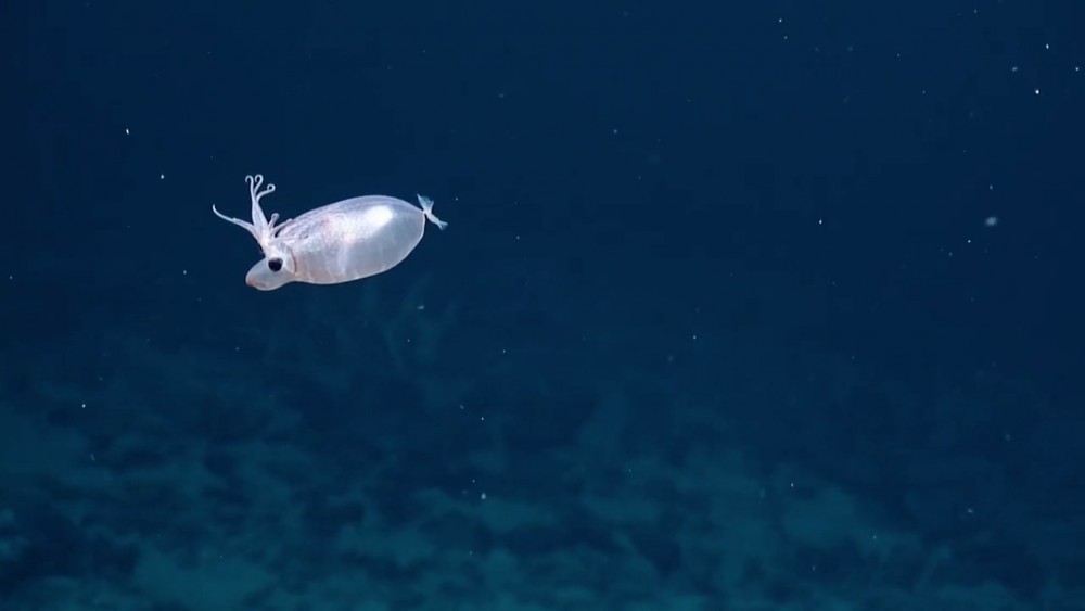 EVNautilus @YouTube