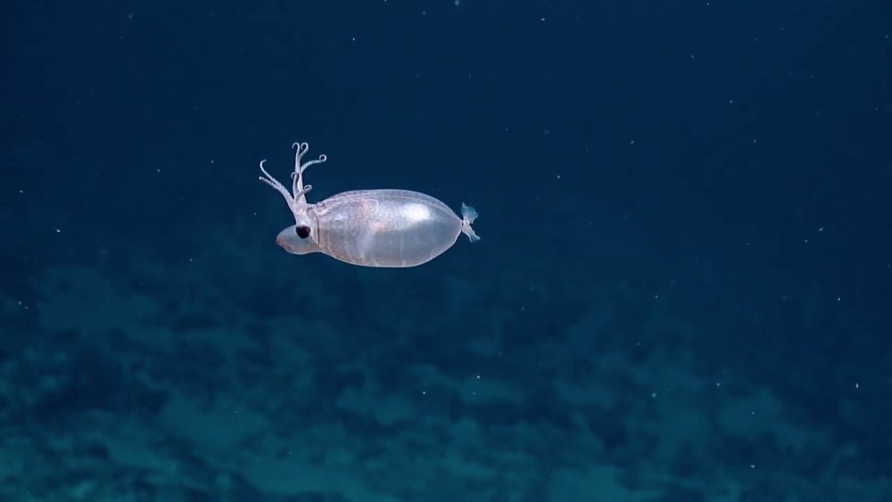 EVNautilus @YouTube