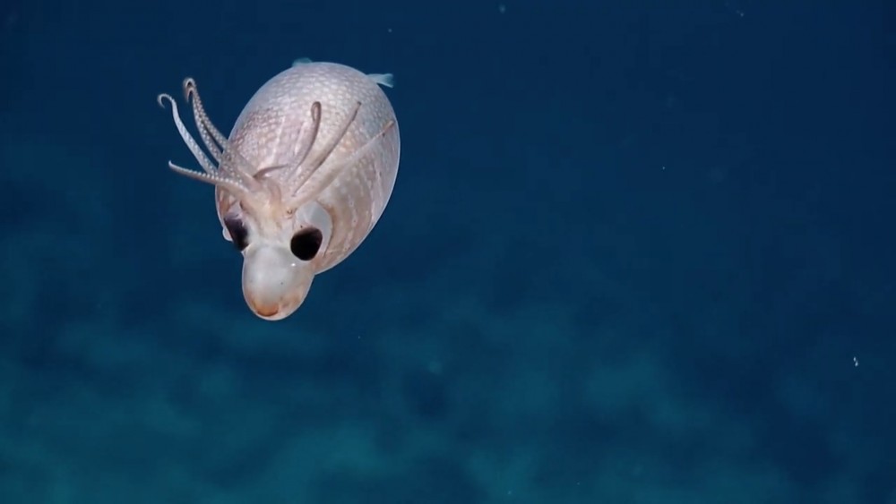 EVNautilus @YouTube