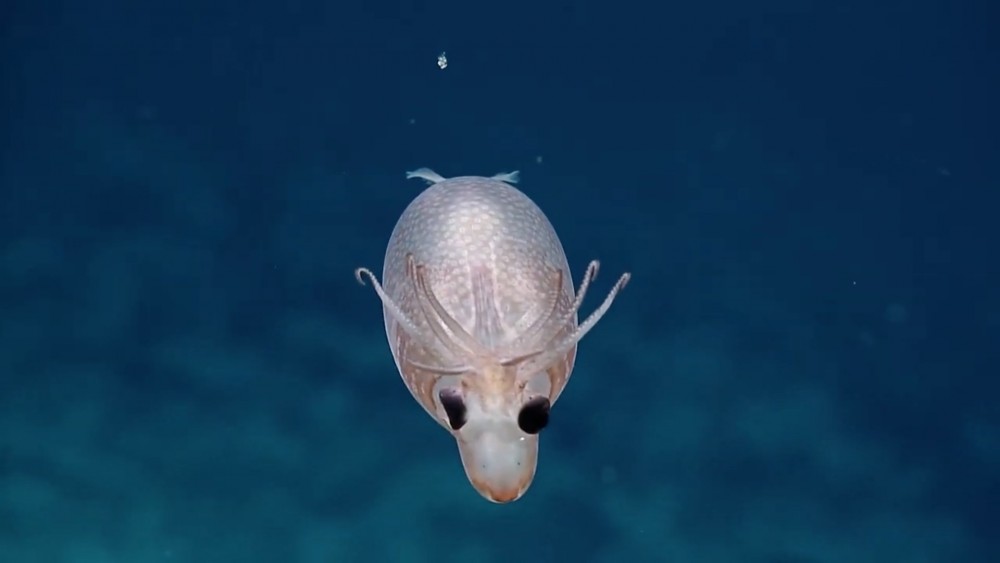 EVNautilus @YouTube