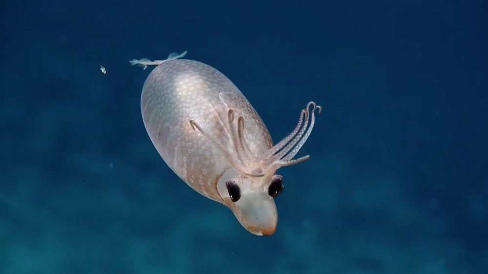 EVNautilus @YouTube