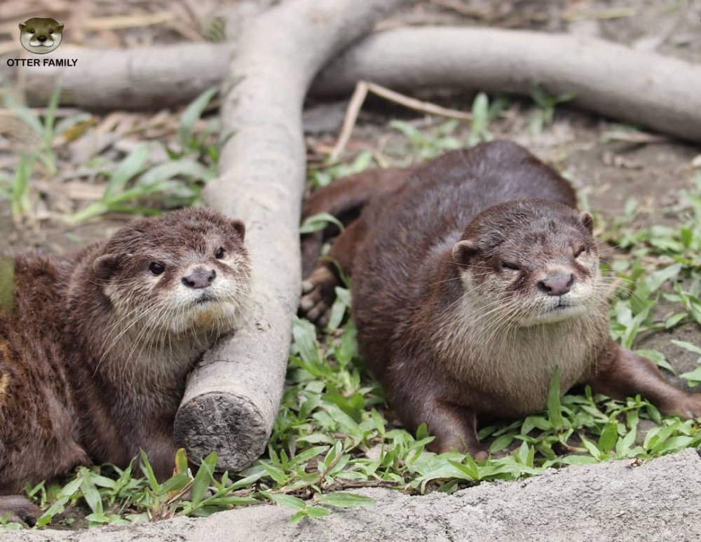 IG @otter.family 圖片授權