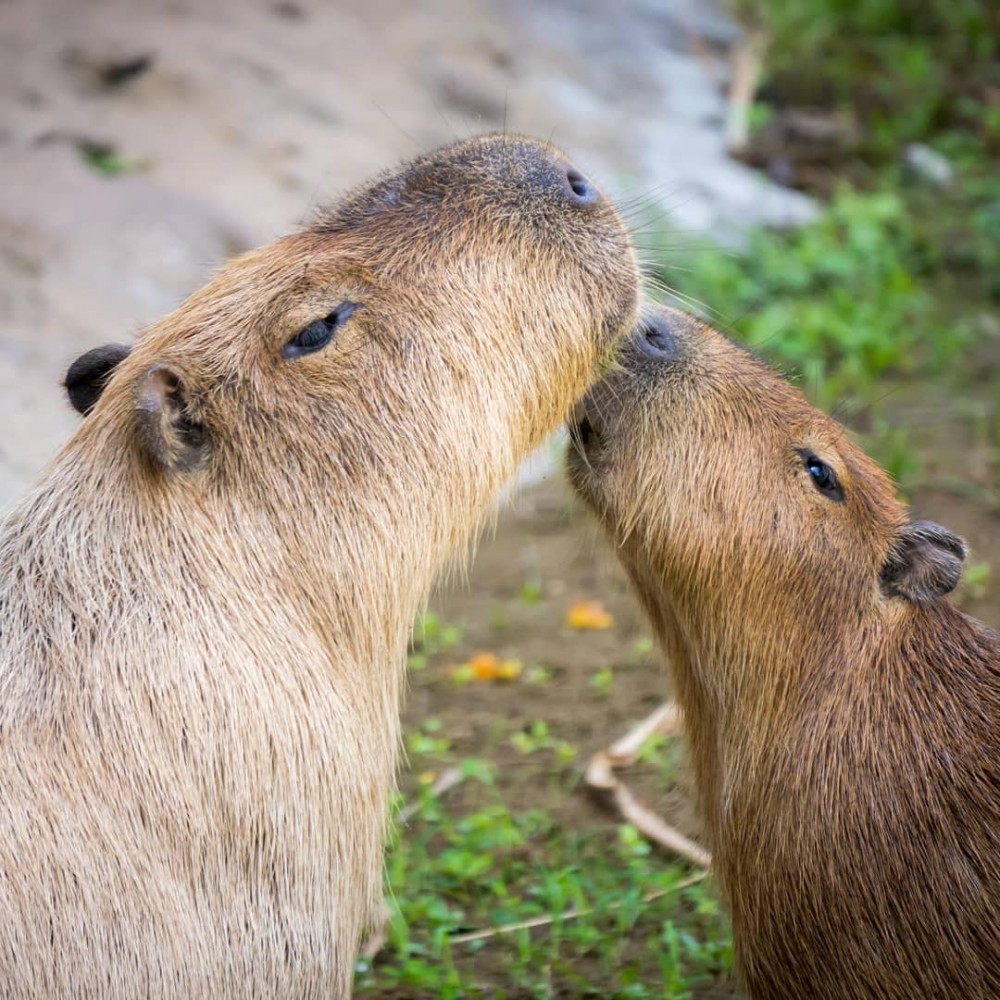 IG @yujentu 圖片授權