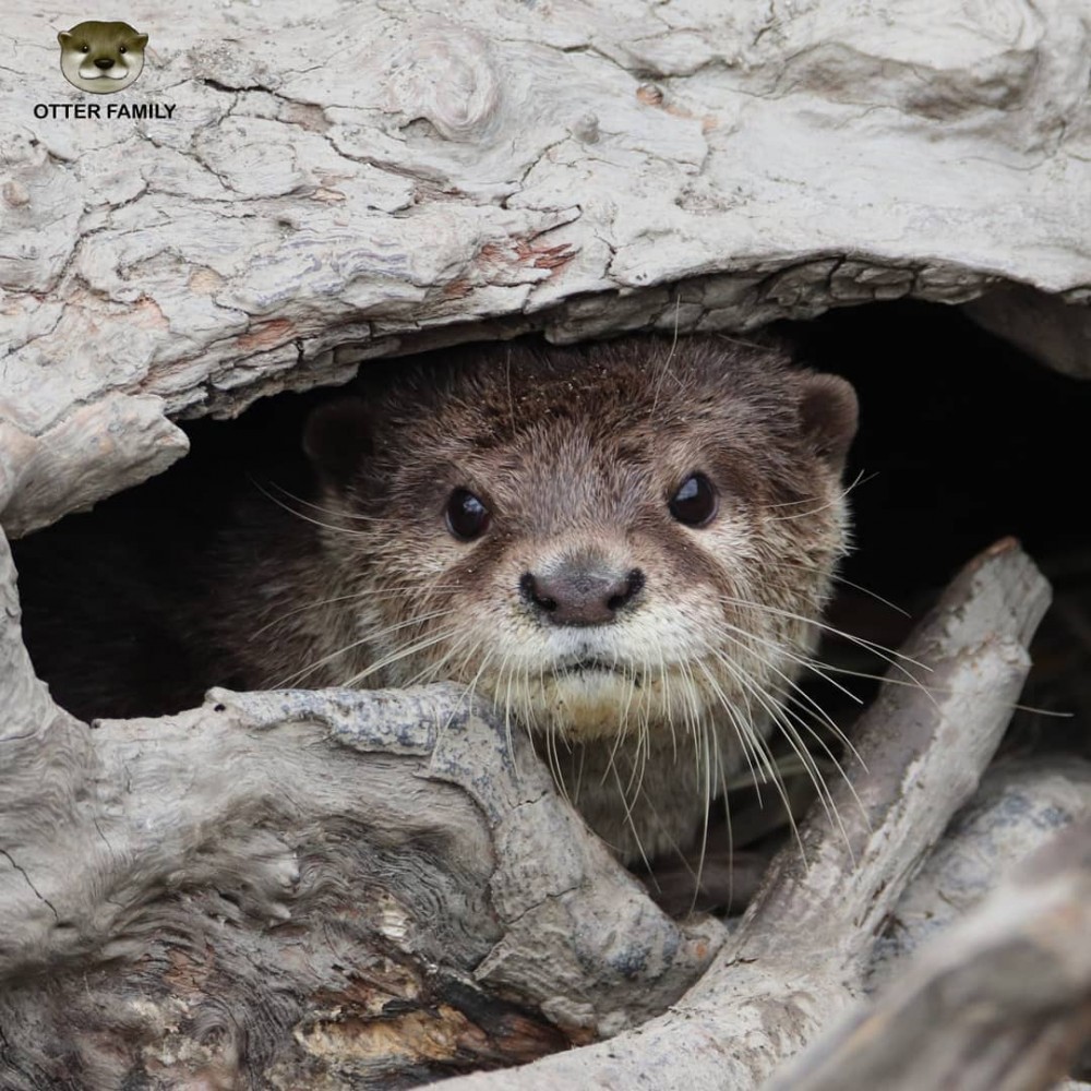 IG @otter.family 圖片授權