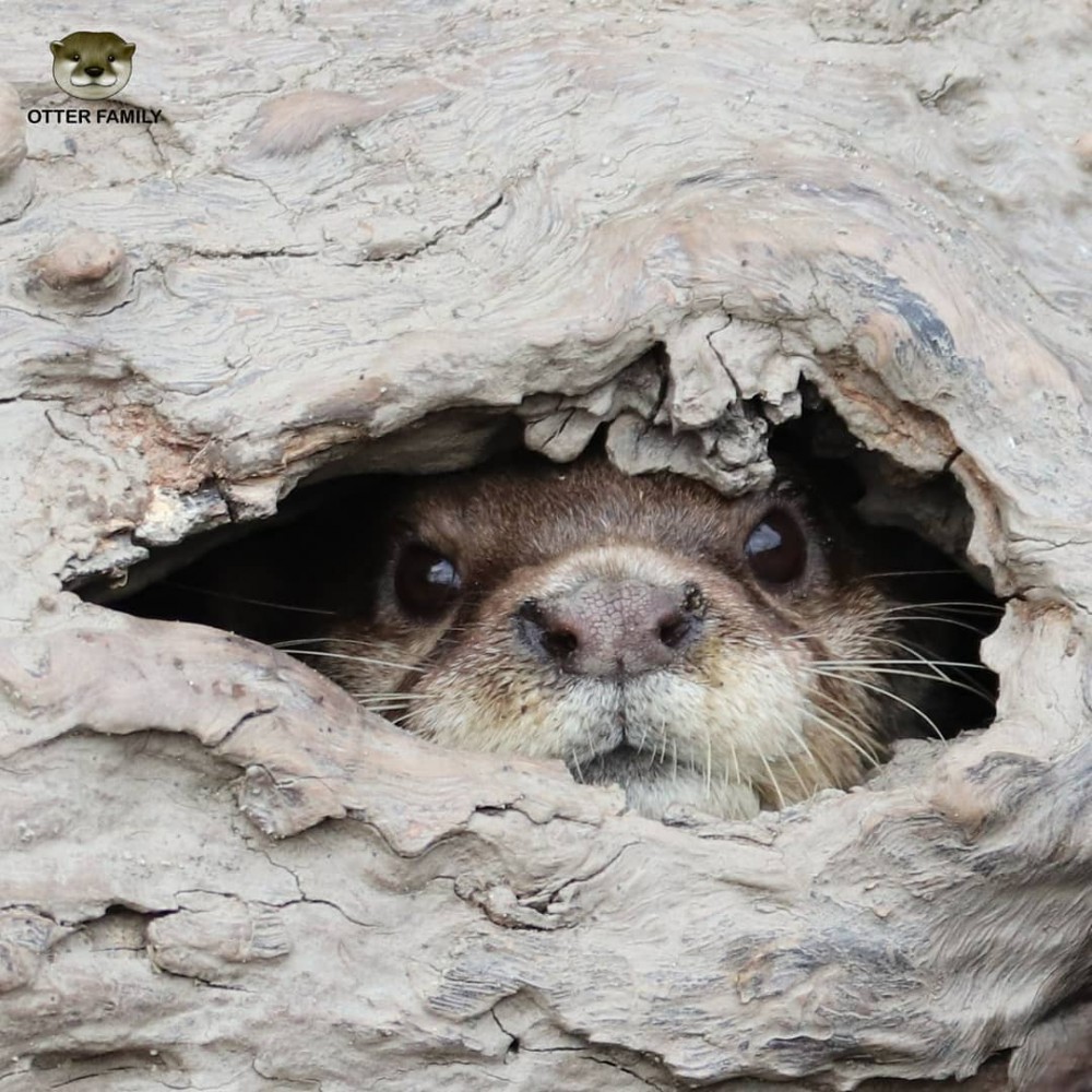 IG @otter.family 圖片授權
