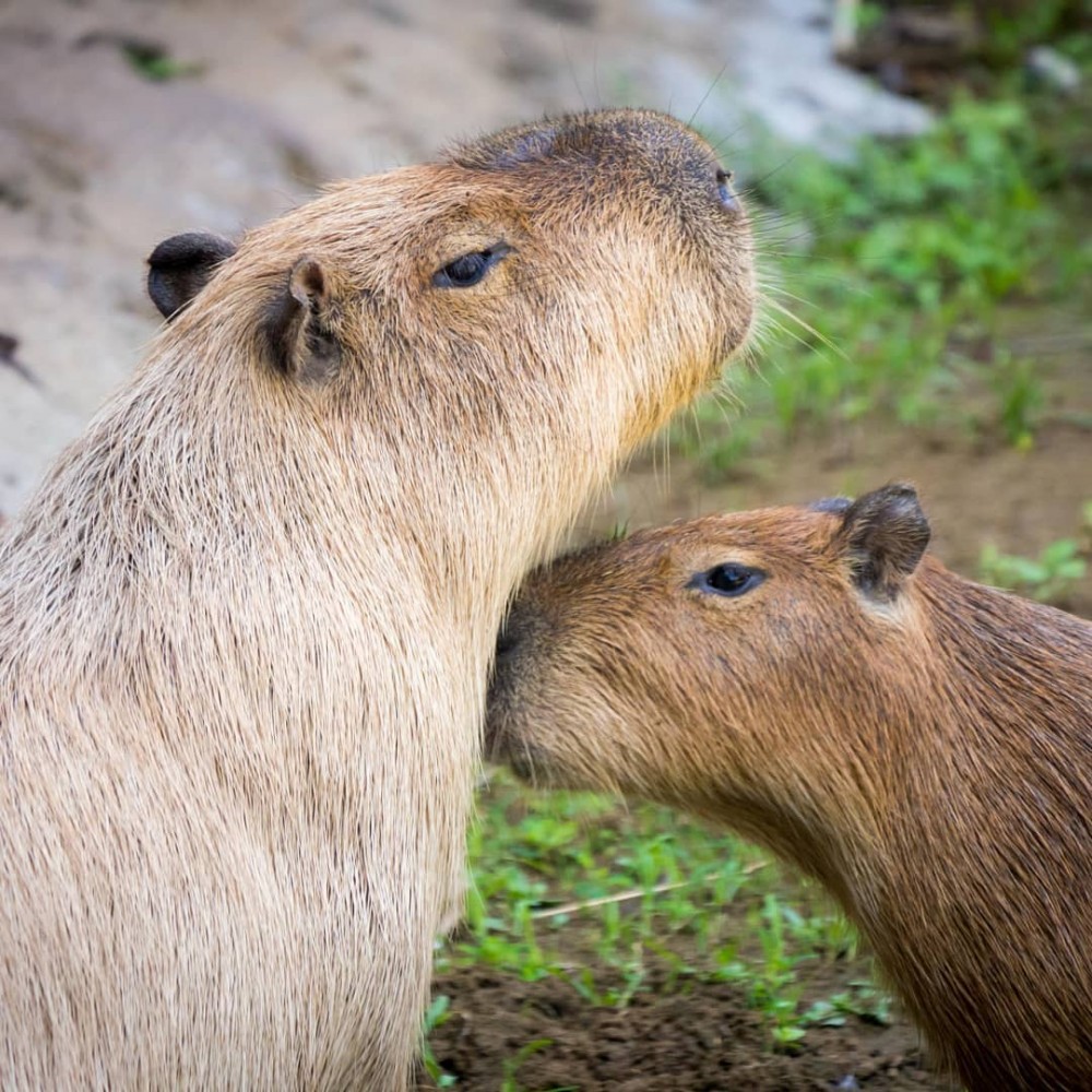 66483242_488712751903200_6090131098629000922_n