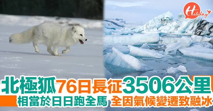 北極狐76日長征3,506公里 全因氣候變遷需長途跋涉尋找食物同棲息地