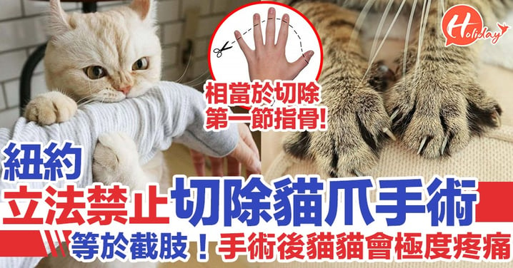 紐約通過法案禁止切除貓爪手術 違者將罰$1000美元 相當於切除人類第一節指骨