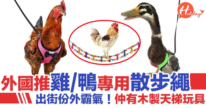 外國推出雞/鴨專用散步繩 出街唔驚走失 仲有木製天梯玩具