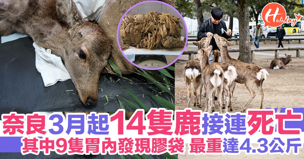 日本奈良2019年3月以嚟14隻鹿接連死亡 其中9隻胃內發現膠袋