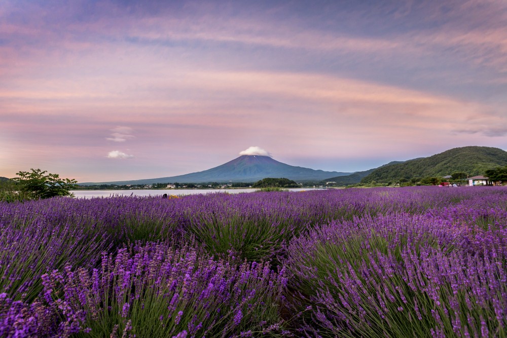 Shutterstock_