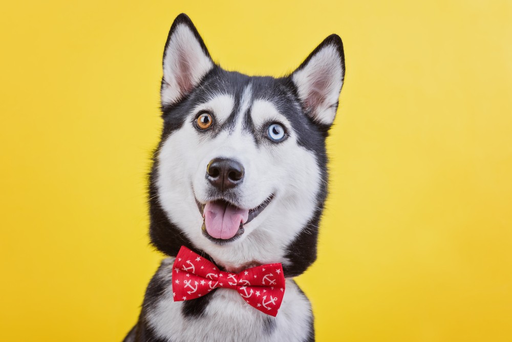 Shutterstock