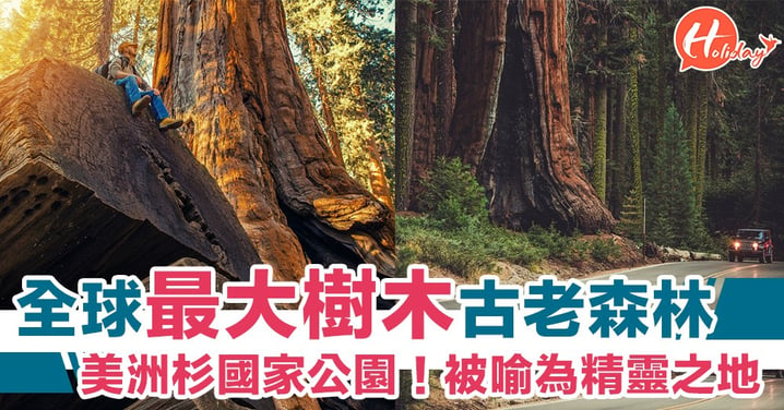 全球最大樹木「美洲杉國家公園」！超靚巨木森林 世界自然奇觀