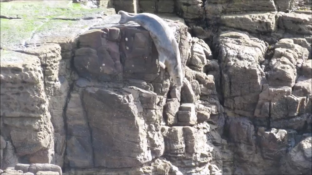 Seal Protection Action Group