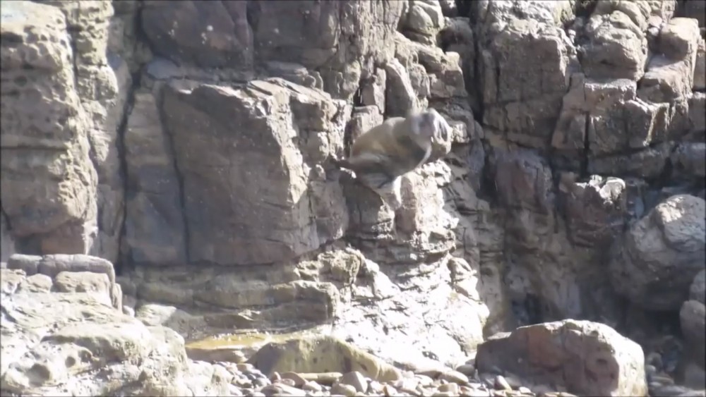 Seal Protection Action Group