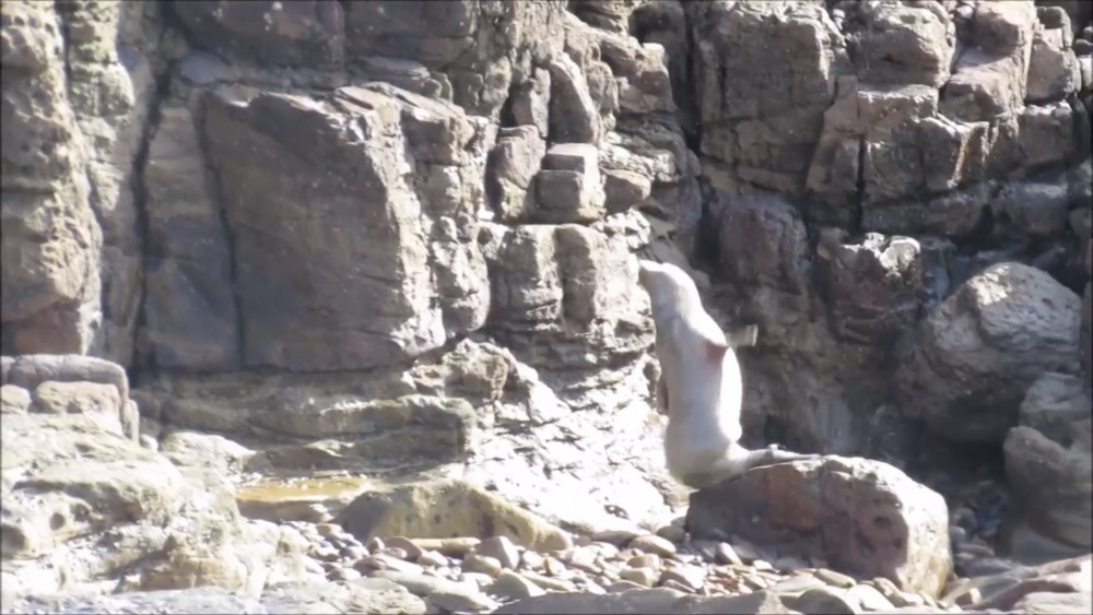 Seal Protection Action Group