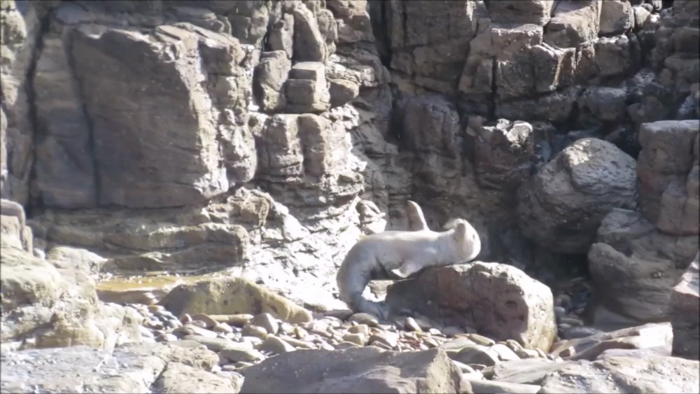 Seal Protection Action Group