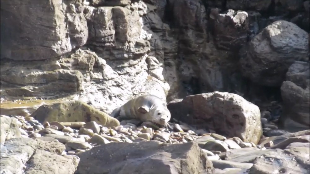 Seal Protection Action Group