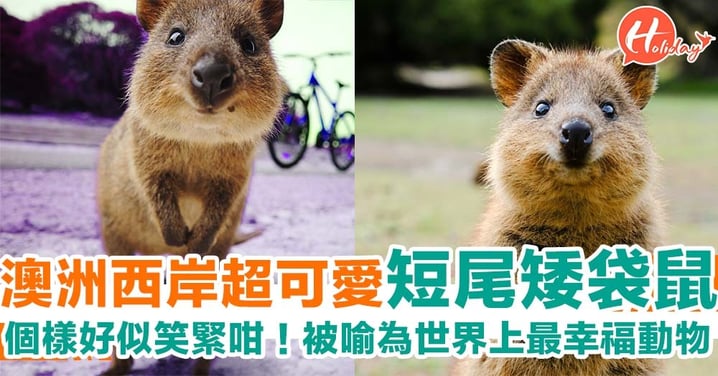澳洲超可愛短尾矮袋鼠！被喻為世界上最愛笑動物 超可愛啊～