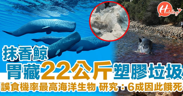 瀕臨絕種！抹香鯨胃藏48磅垃圾　研究：6成誤食塑膠慘死