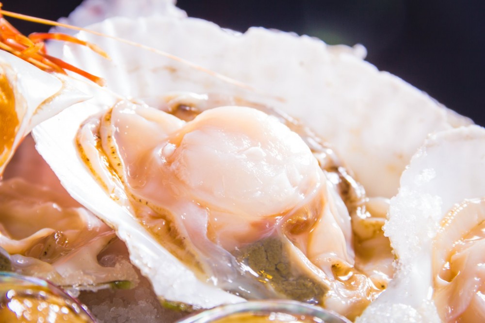 1.4m 送扇貝(每位一隻)