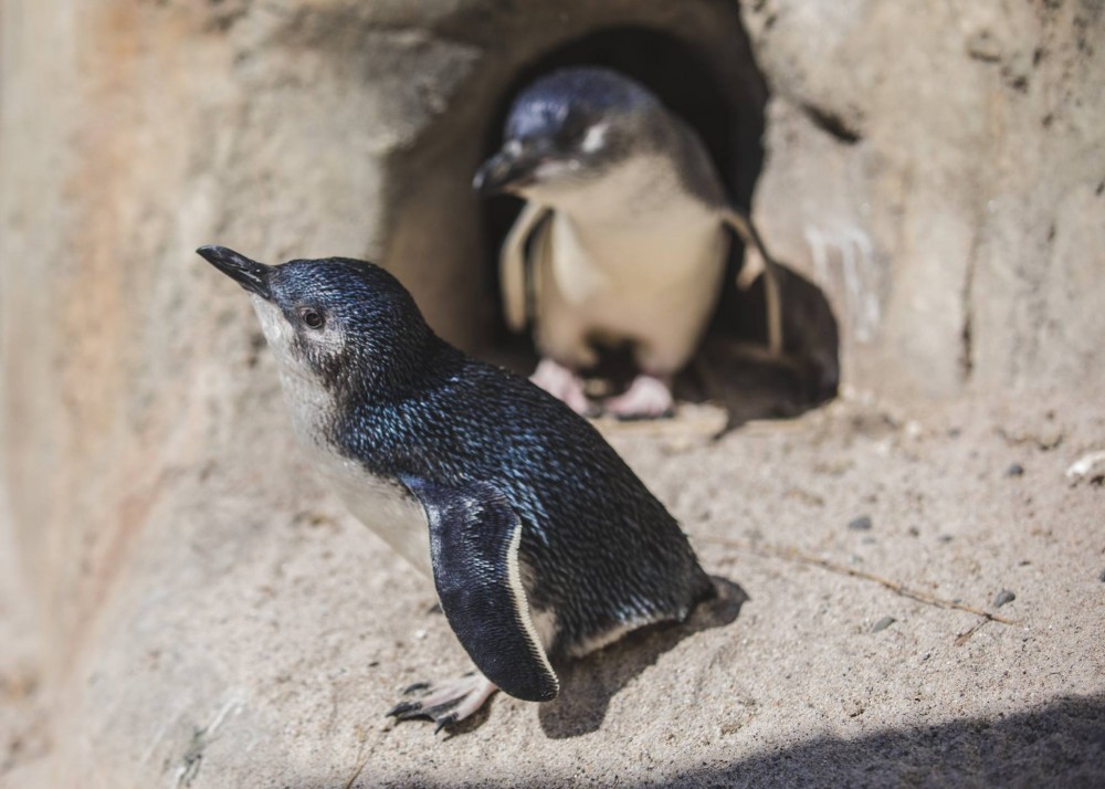 National Aquarium of New Zealand @FB