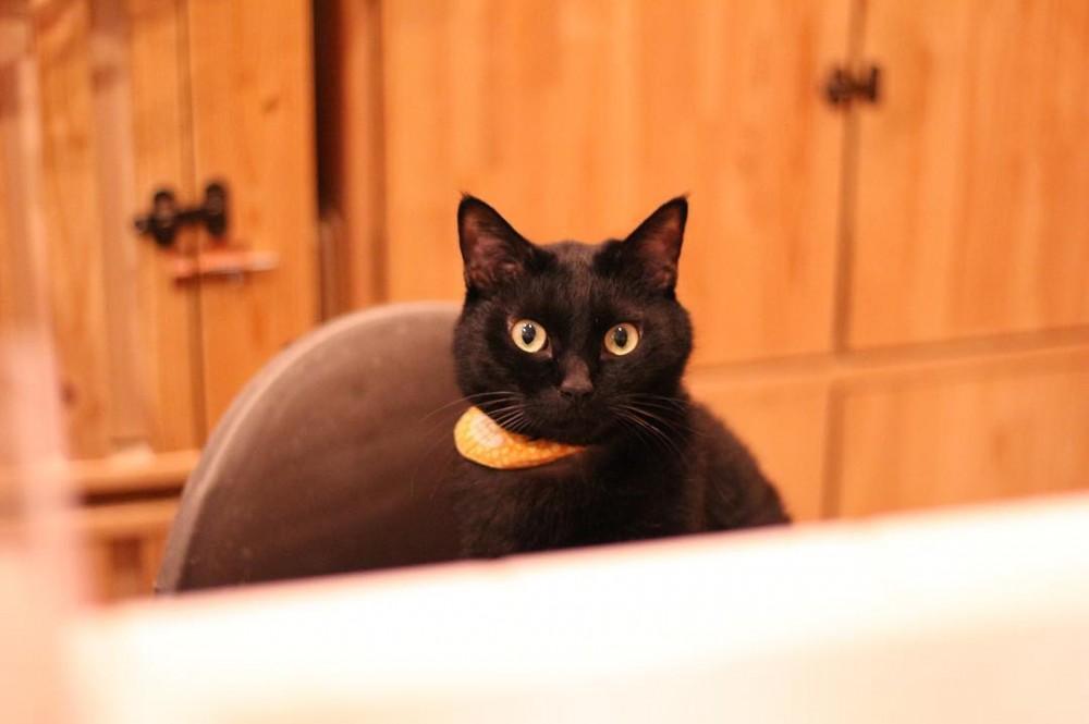 IG@shota_camesta 授權