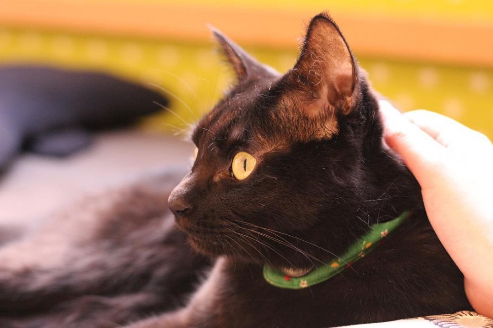 IG@shota_camesta授權 