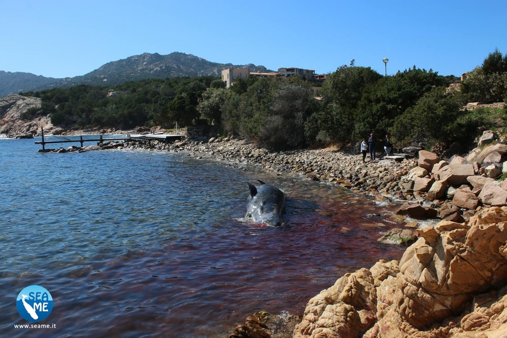 SEAME Sardinia