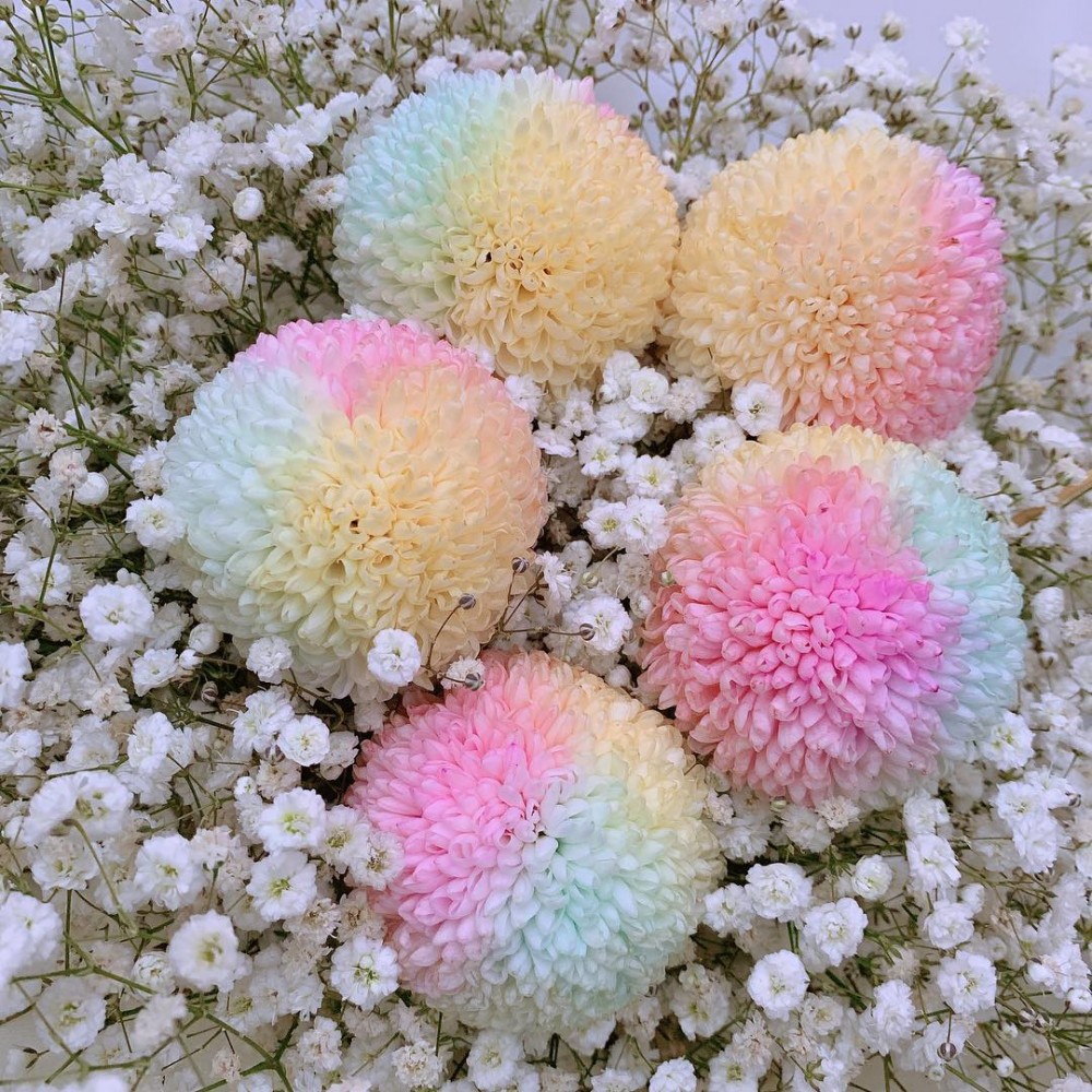 IG@jinsim_flower授權使用